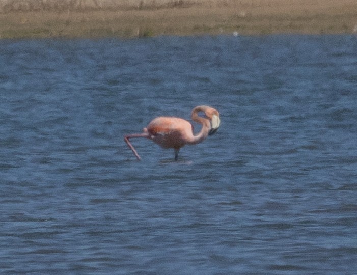 Amerika Flamingosu - ML620080055