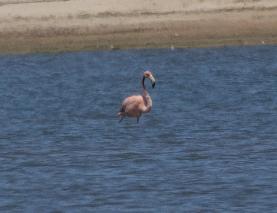 American Flamingo - ML620080057