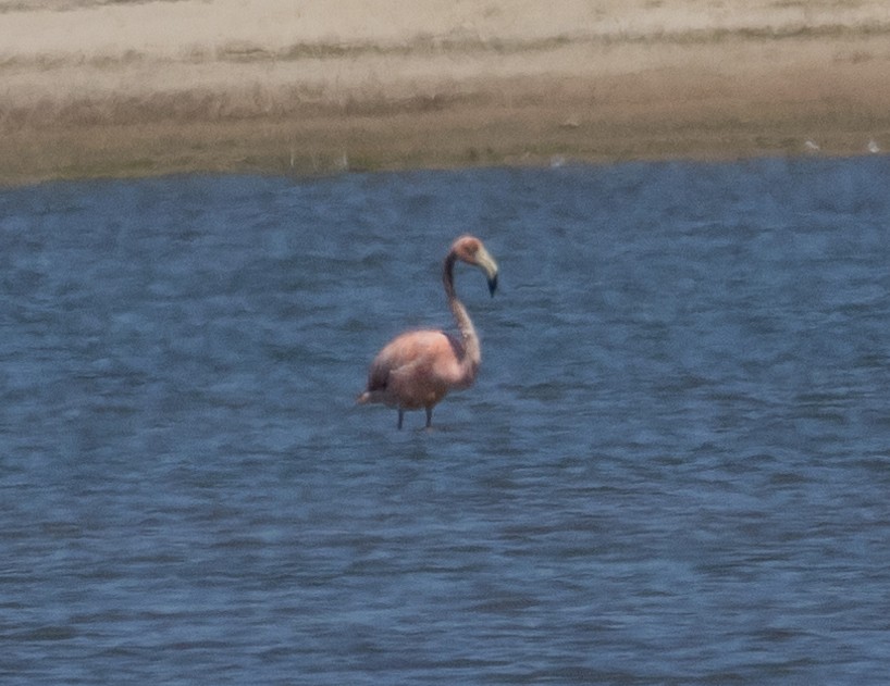 Amerika Flamingosu - ML620080058