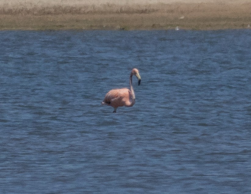 American Flamingo - ML620080059