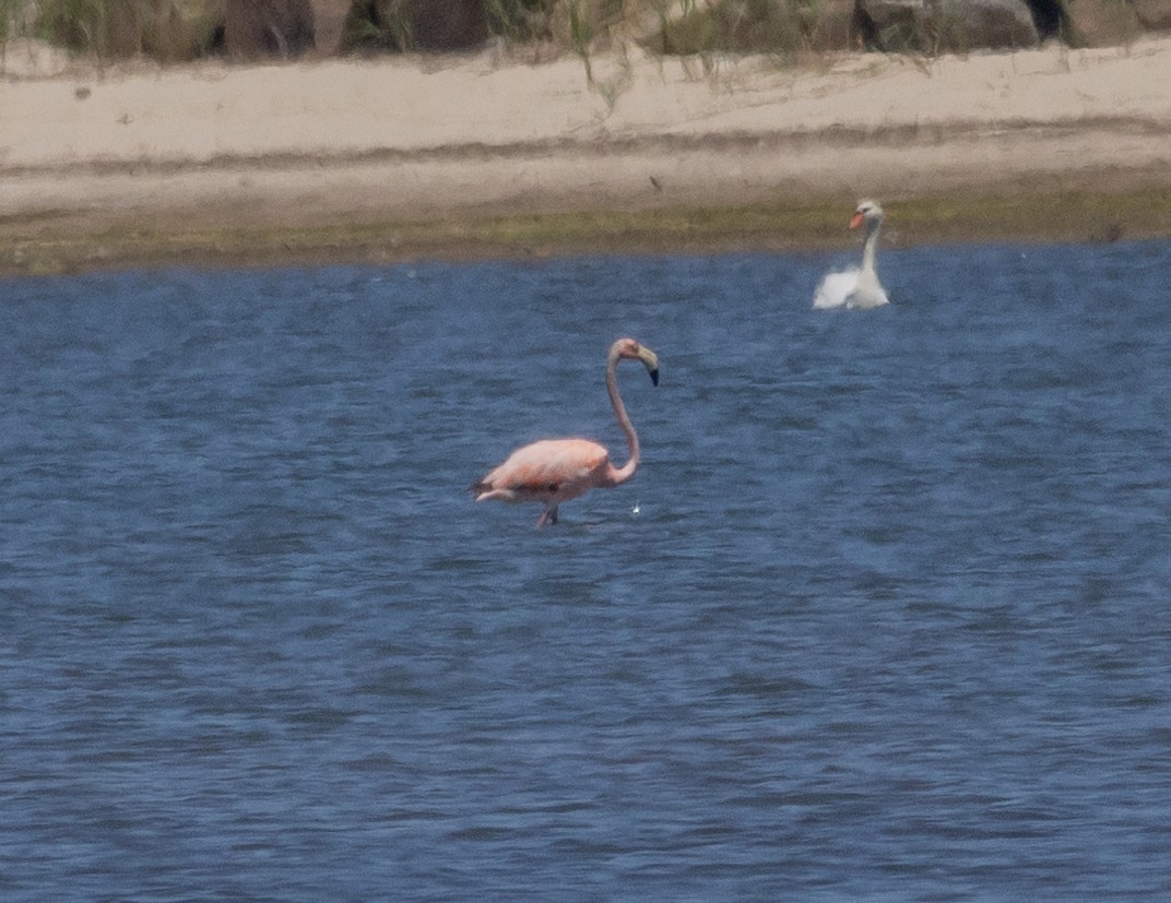 Amerika Flamingosu - ML620080061
