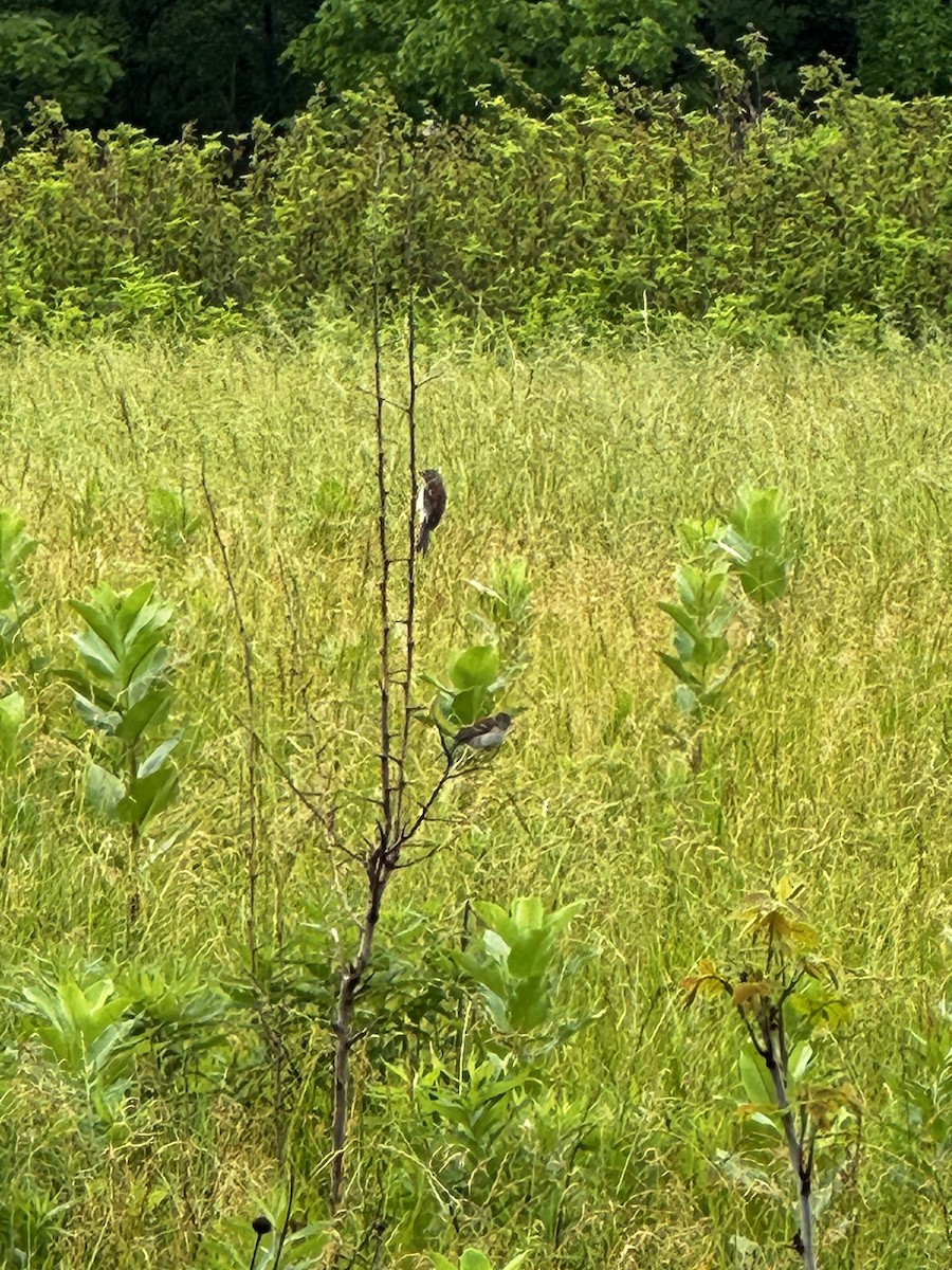 Field Sparrow - ML620080066