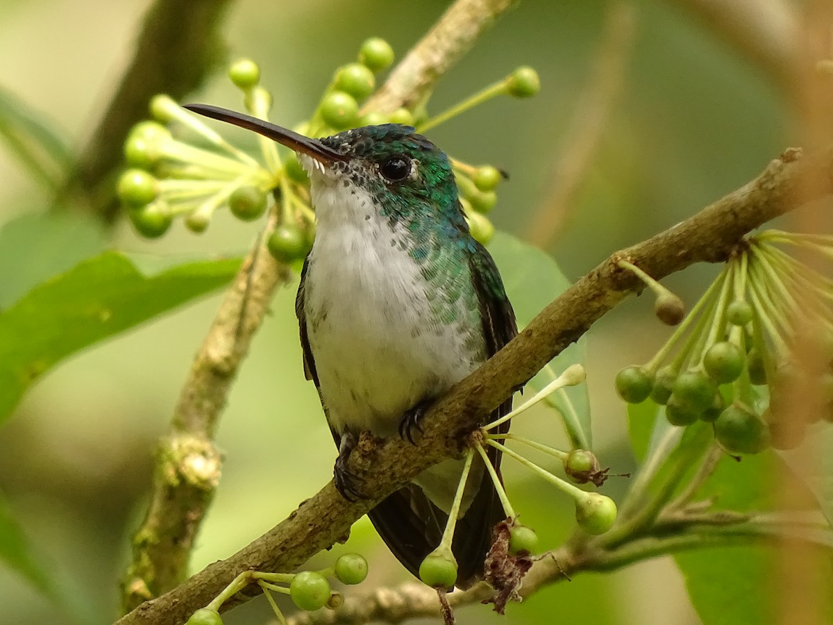 Andean Emerald - ML620080071