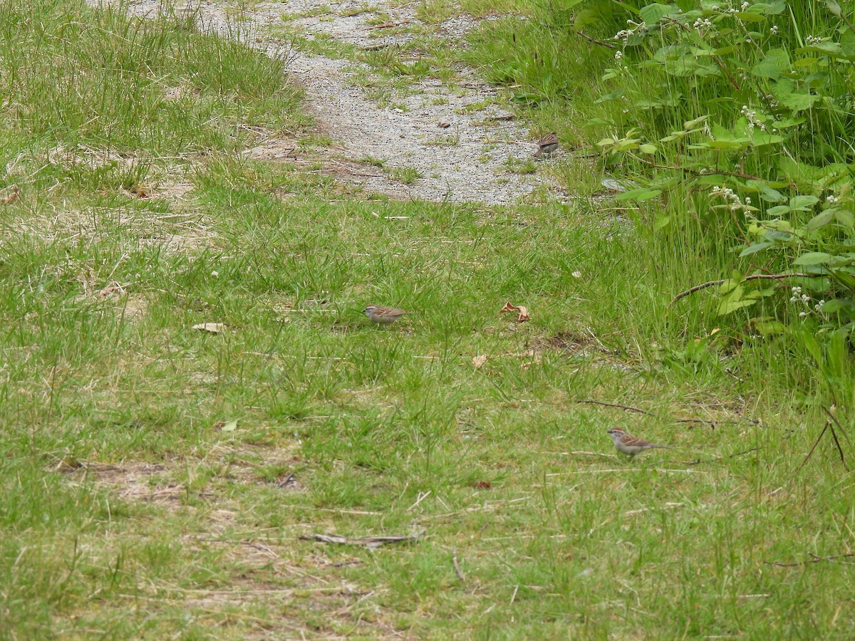 Chipping Sparrow - ML620080072