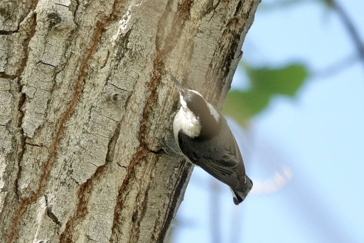 White-breasted Nuthatch - ML620080073
