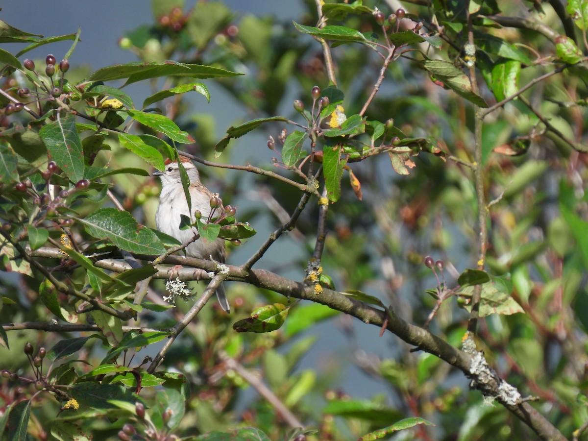 Chipping Sparrow - ML620080088