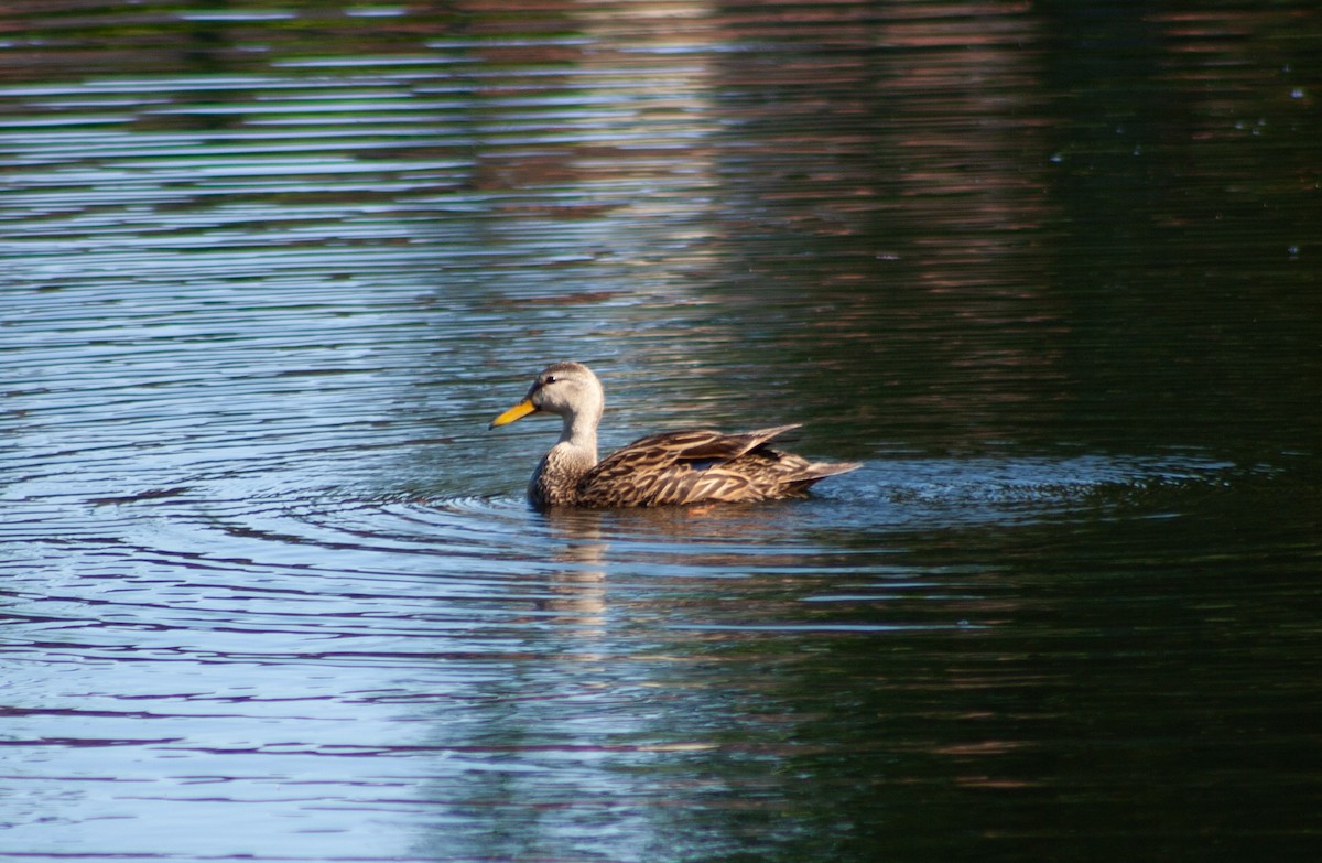 Mottled Duck (Florida) - ML620080090