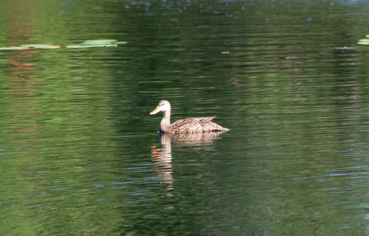 Mottled Duck (Florida) - ML620080092