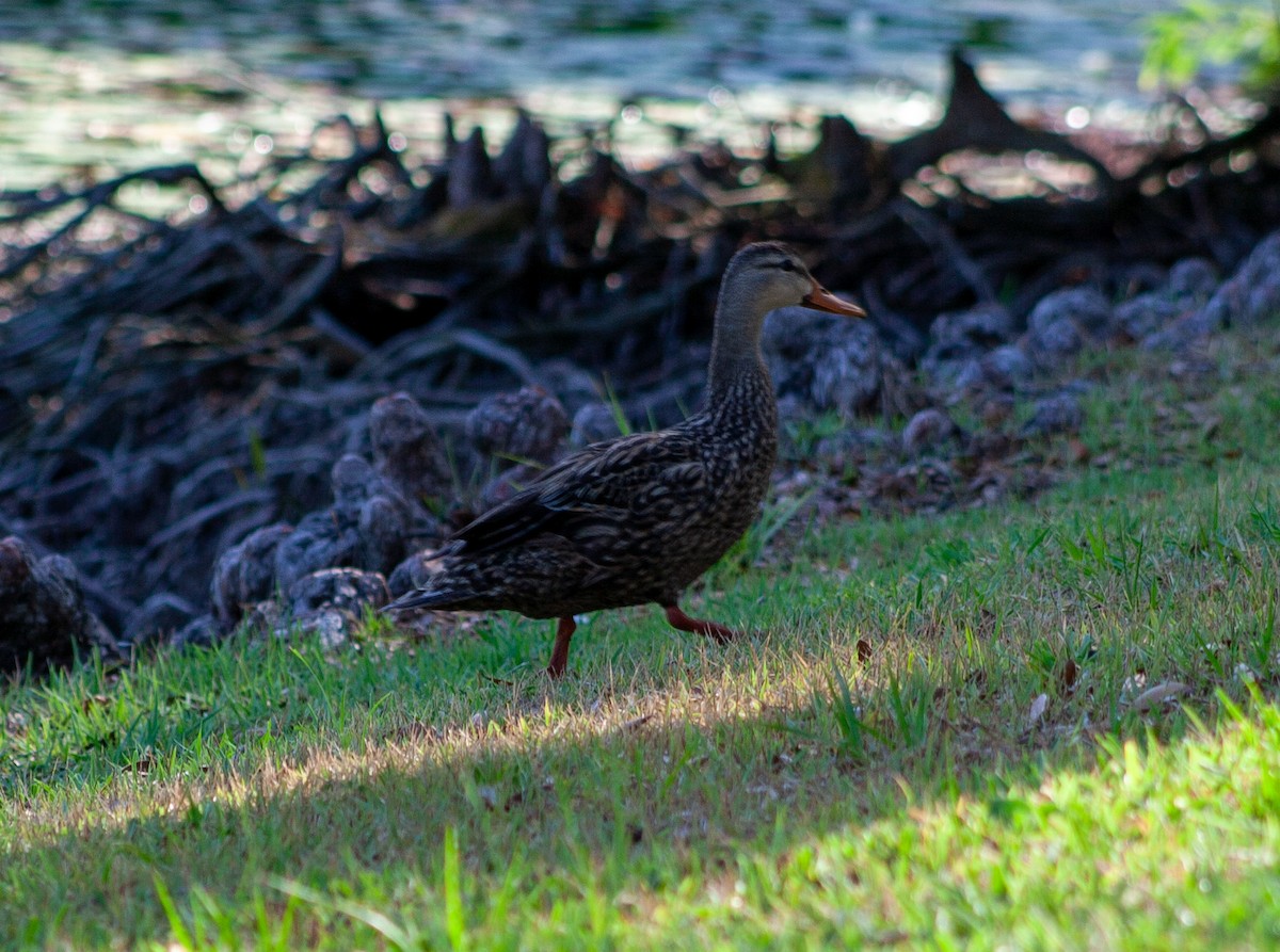 Mottled Duck (Florida) - ML620080096
