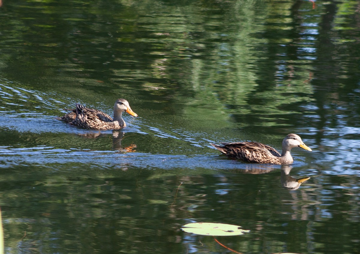 Mottled Duck (Florida) - ML620080097