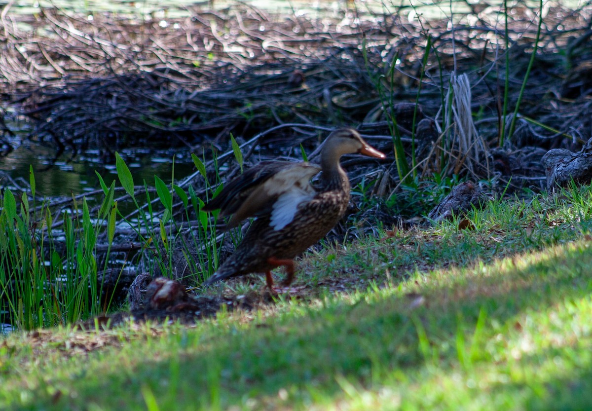 Mottled Duck (Florida) - Wyatt Smith