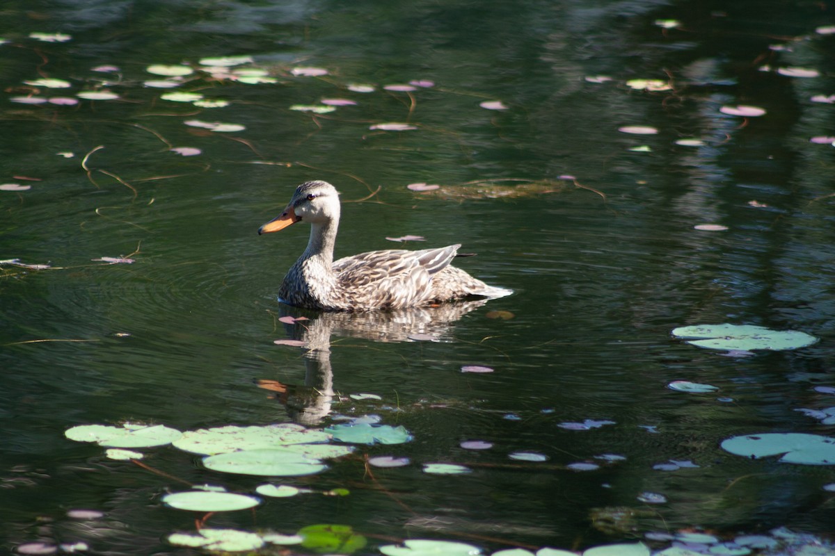 Mottled Duck (Florida) - ML620080100