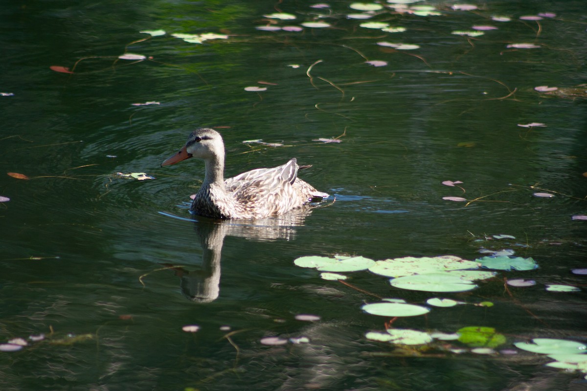 Mottled Duck (Florida) - ML620080102