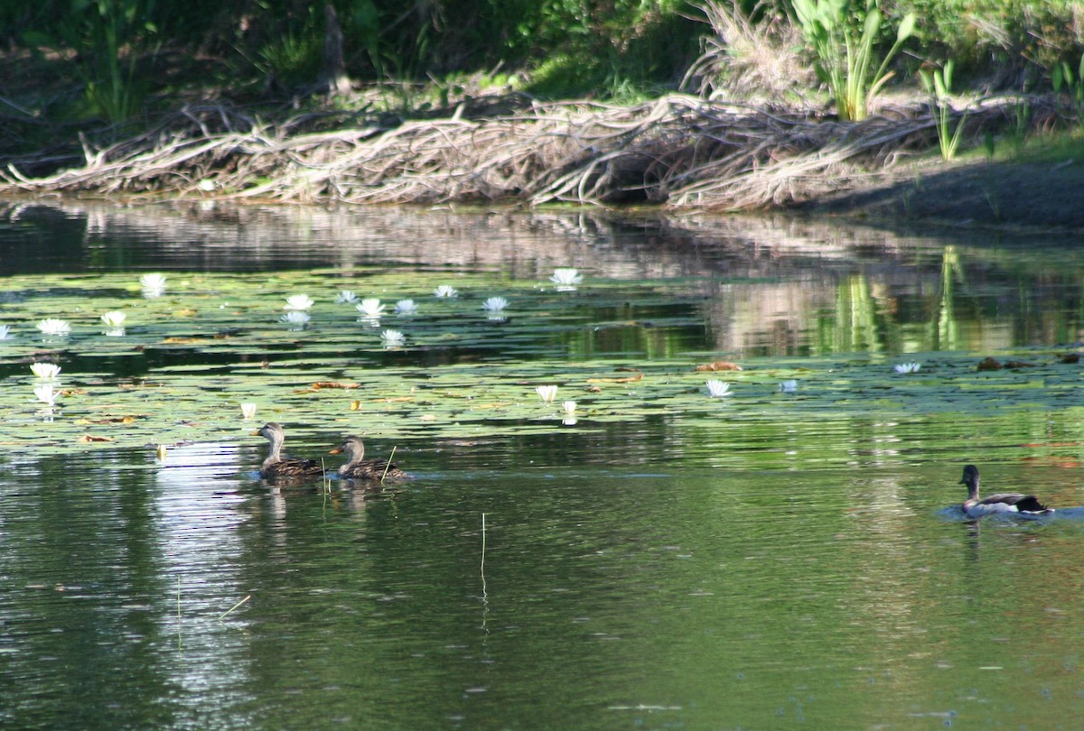 Florida Ördeği (fulvigula) - ML620080103