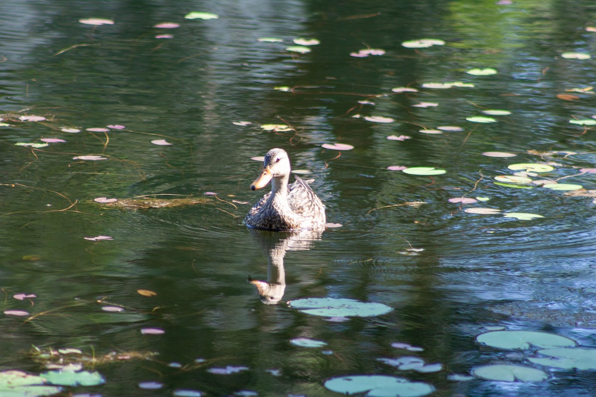 Mottled Duck (Florida) - ML620080108