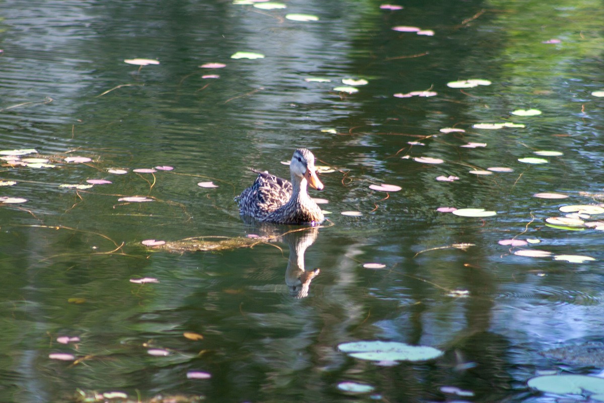 Mottled Duck (Florida) - ML620080109