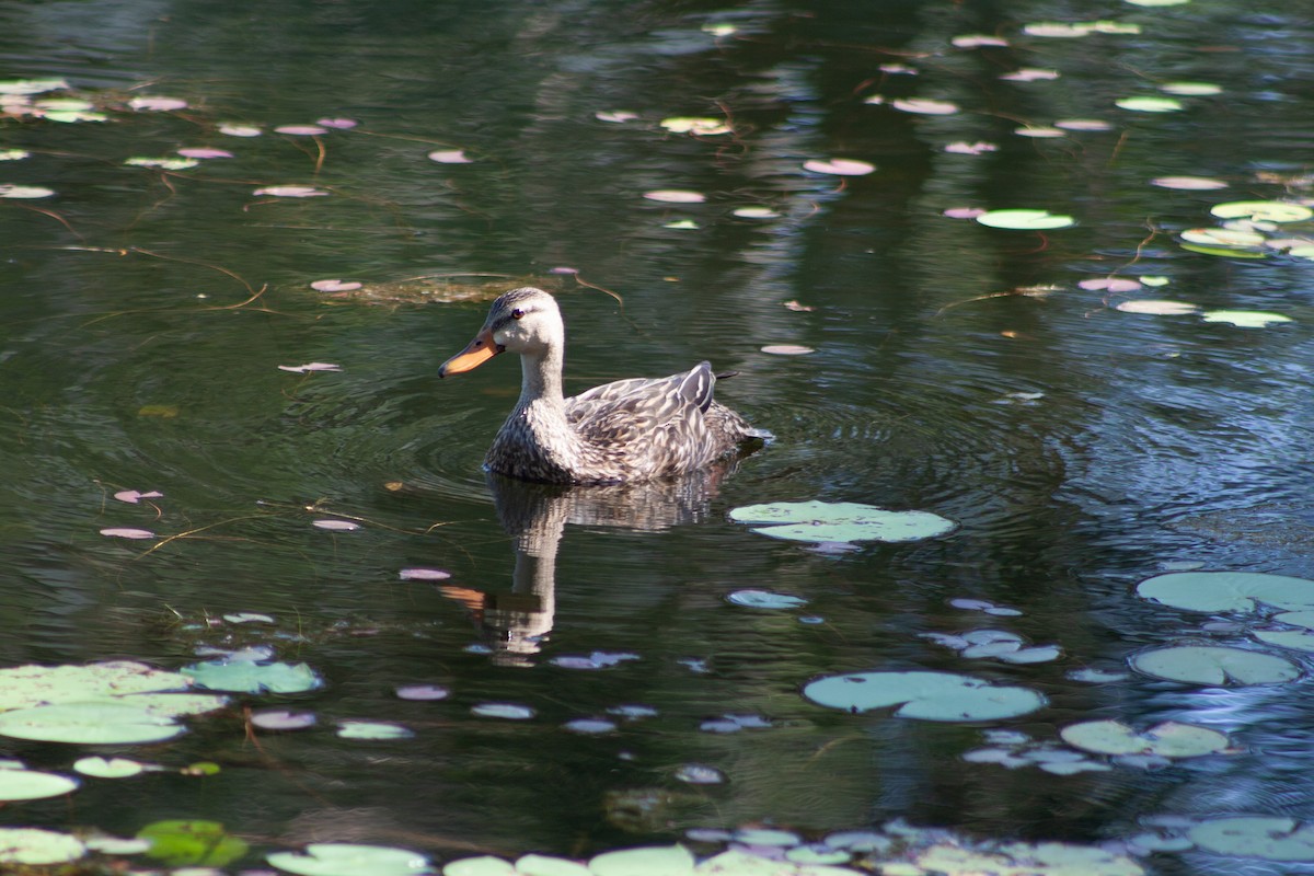 Mottled Duck (Florida) - ML620080110