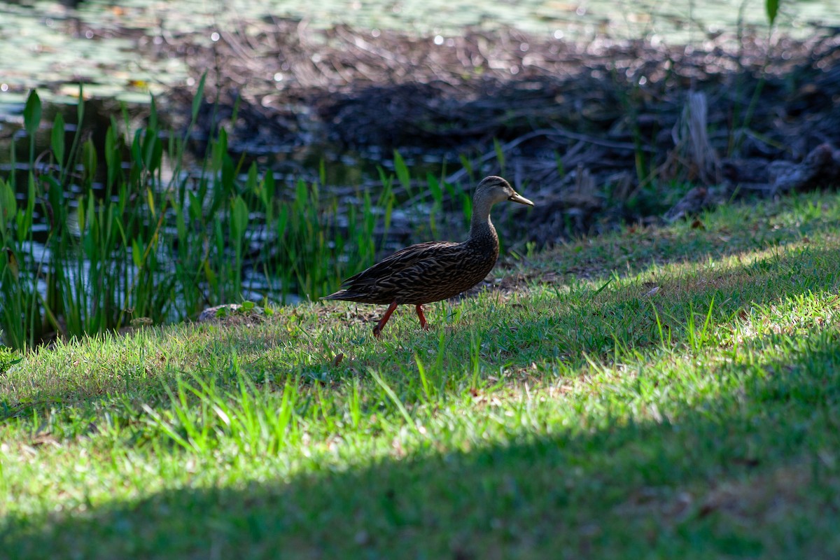Mottled Duck (Florida) - ML620080111