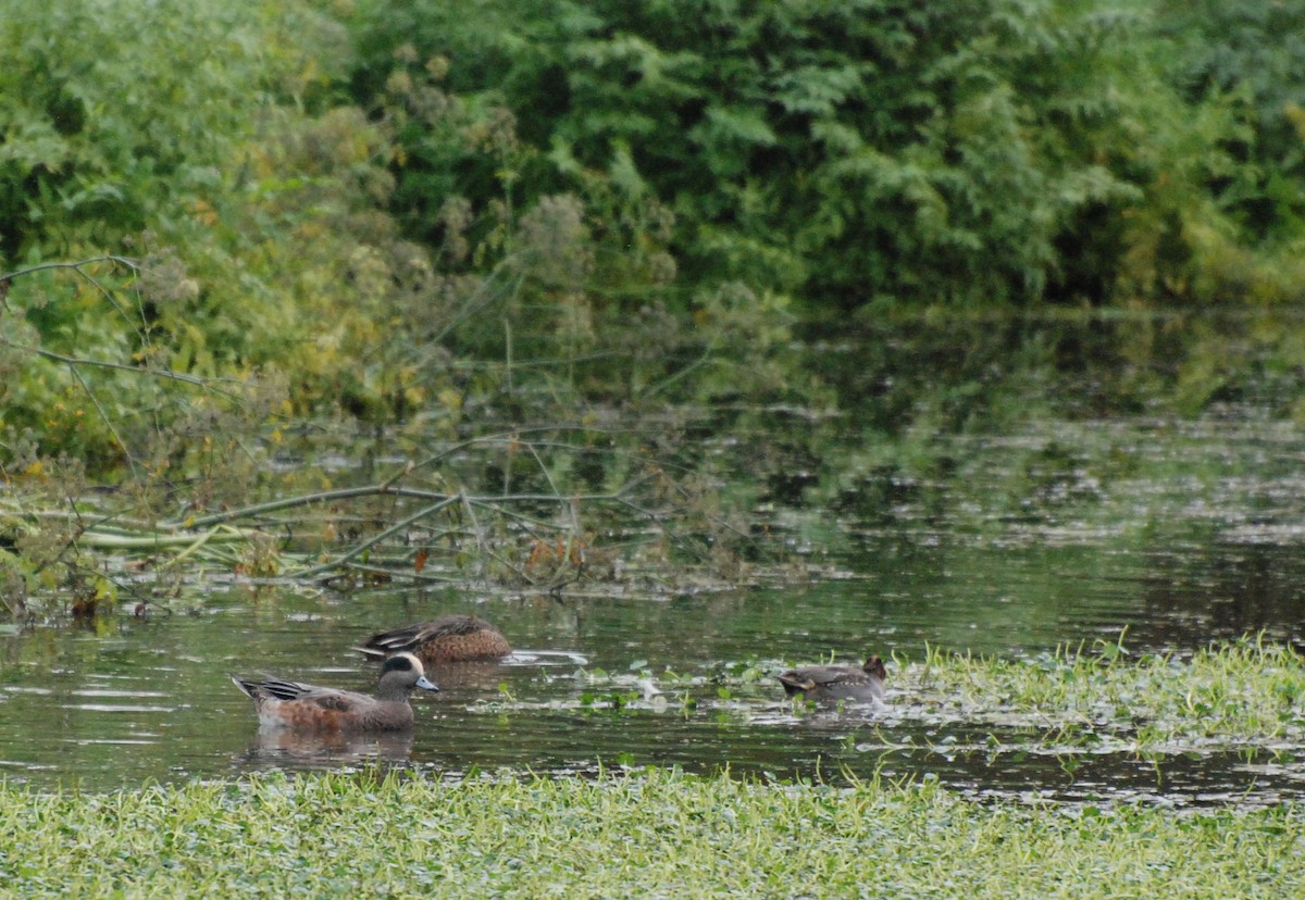 Canard d'Amérique - ML620080117