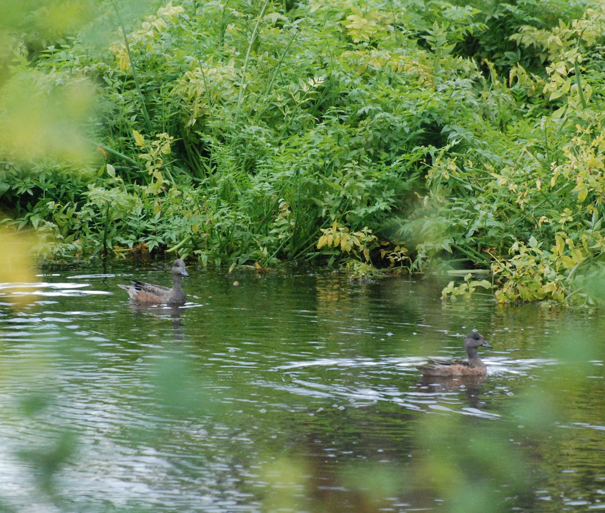 American Wigeon - ML620080118