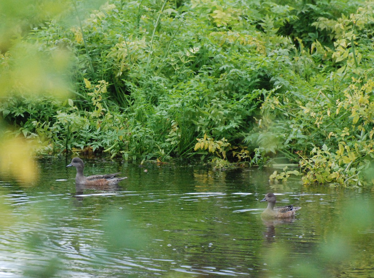 American Wigeon - ML620080119