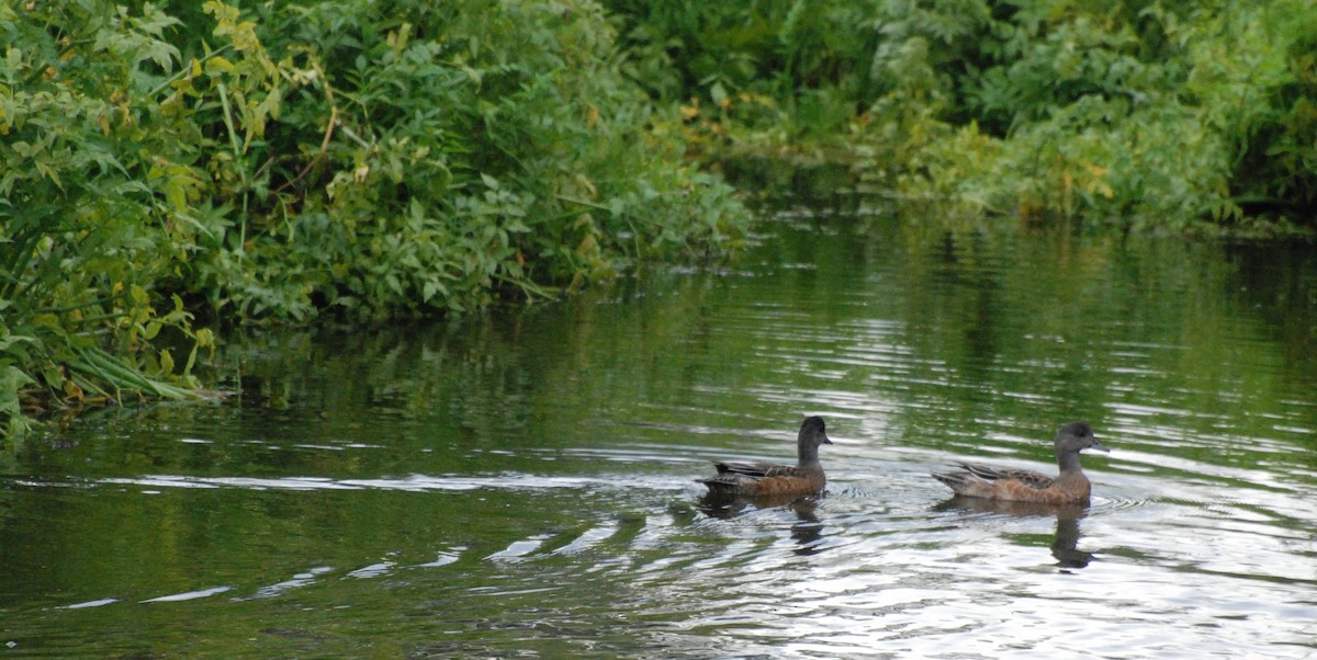 Canard d'Amérique - ML620080120