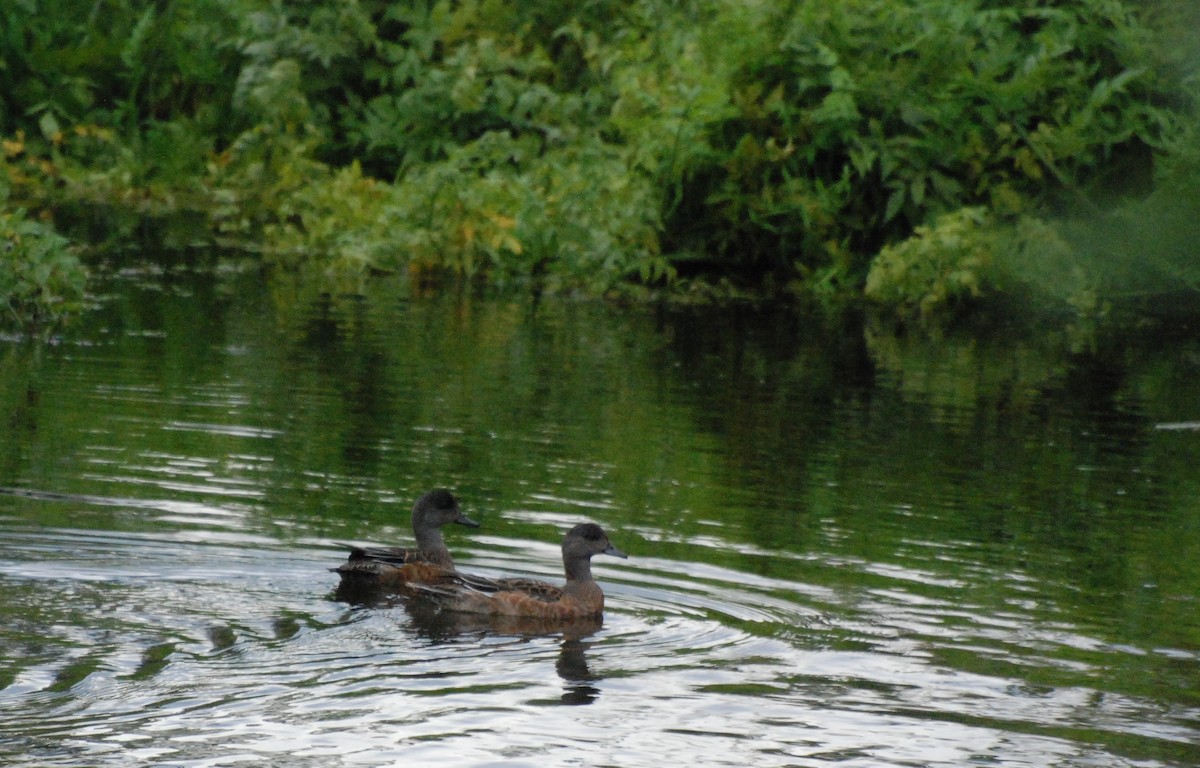 American Wigeon - ML620080121