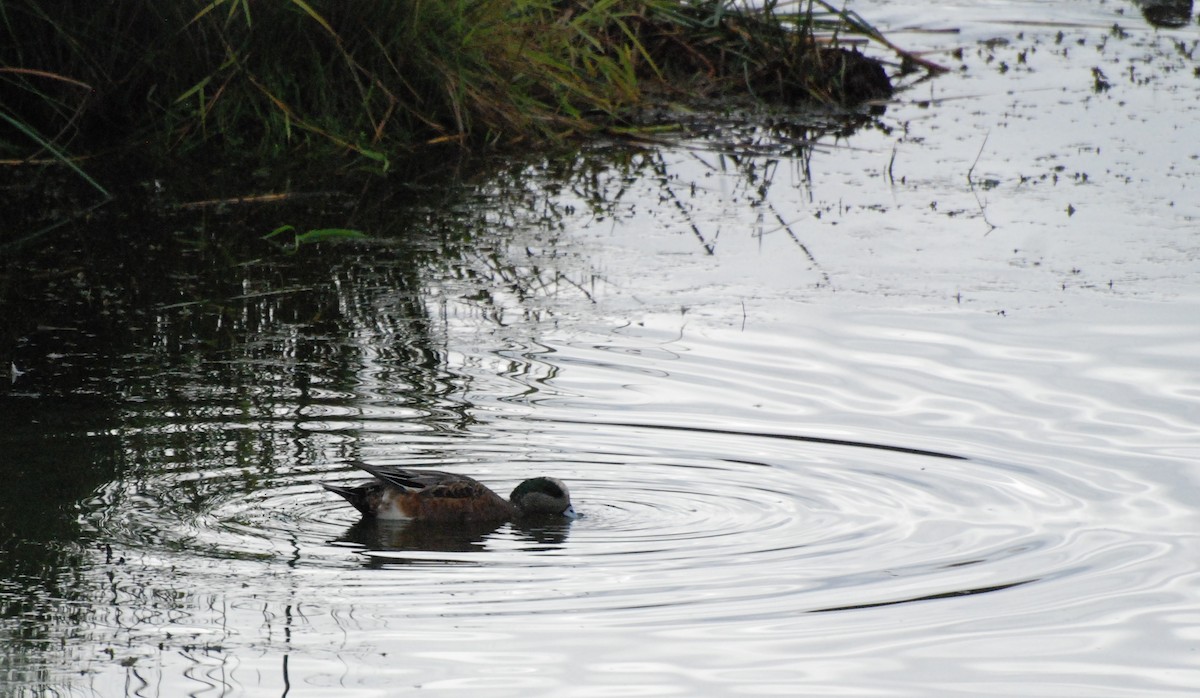 American Wigeon - ML620080124