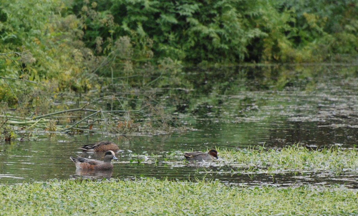 American Wigeon - ML620080125