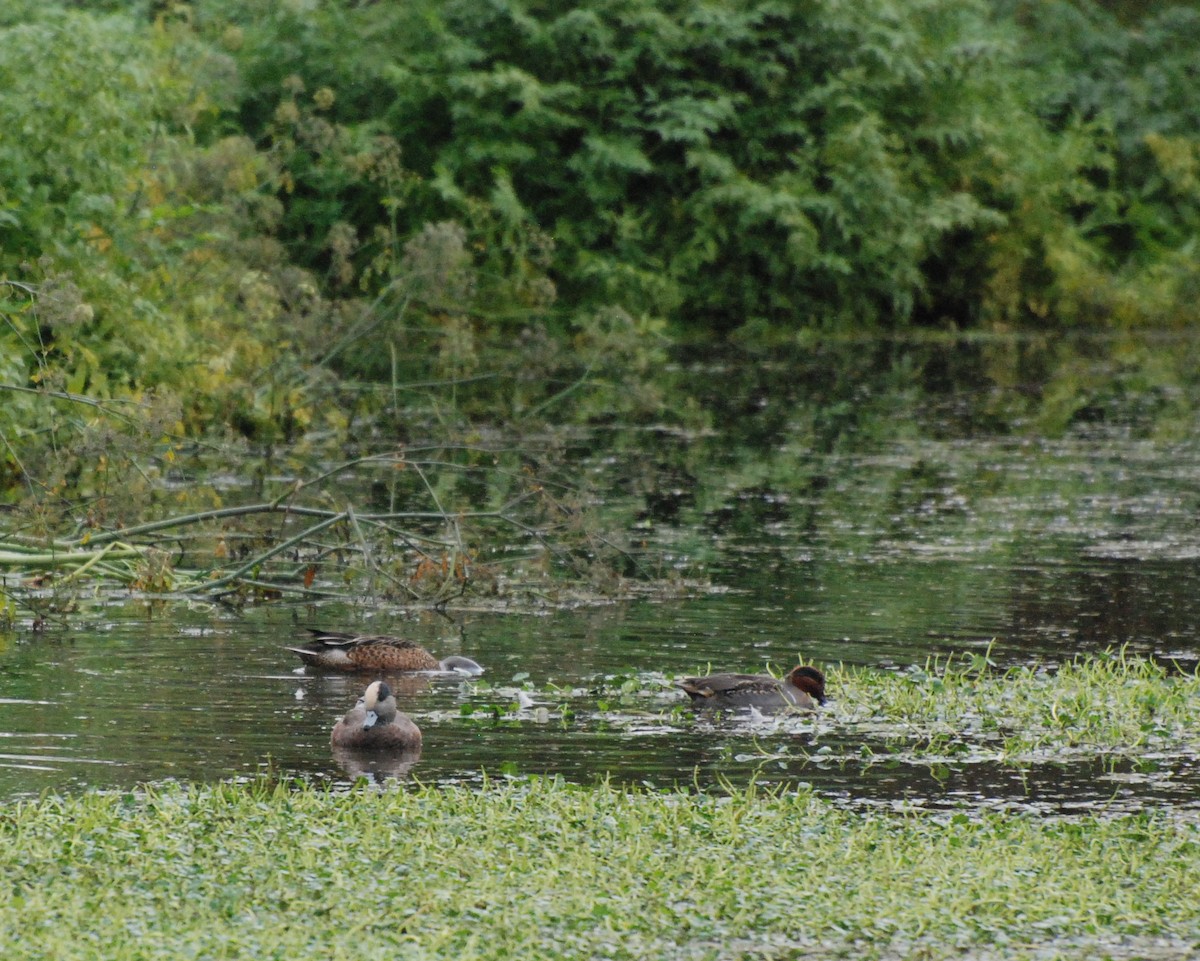 Canard d'Amérique - ML620080126