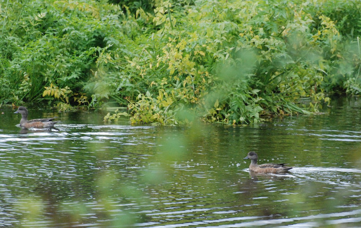 Canard d'Amérique - ML620080127