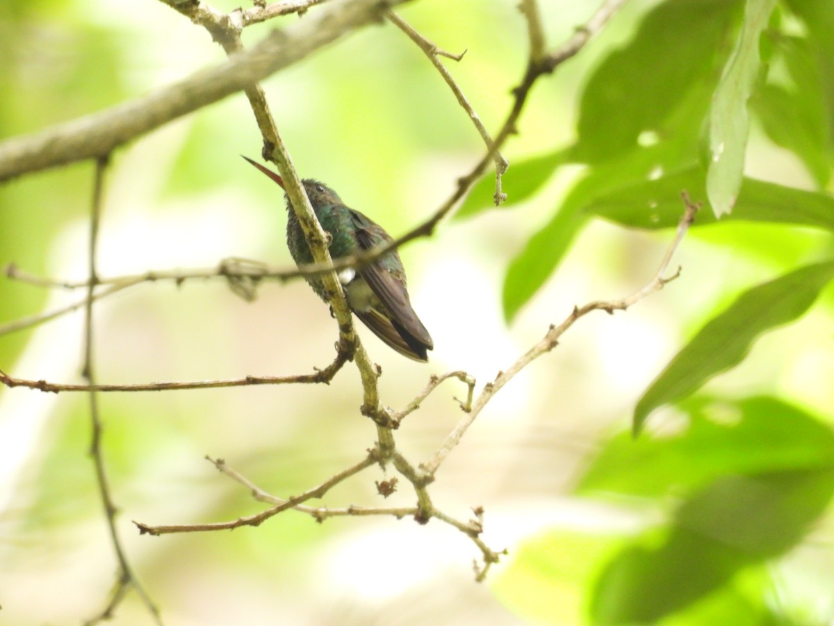 kolibřík bělořitý - ML620080131