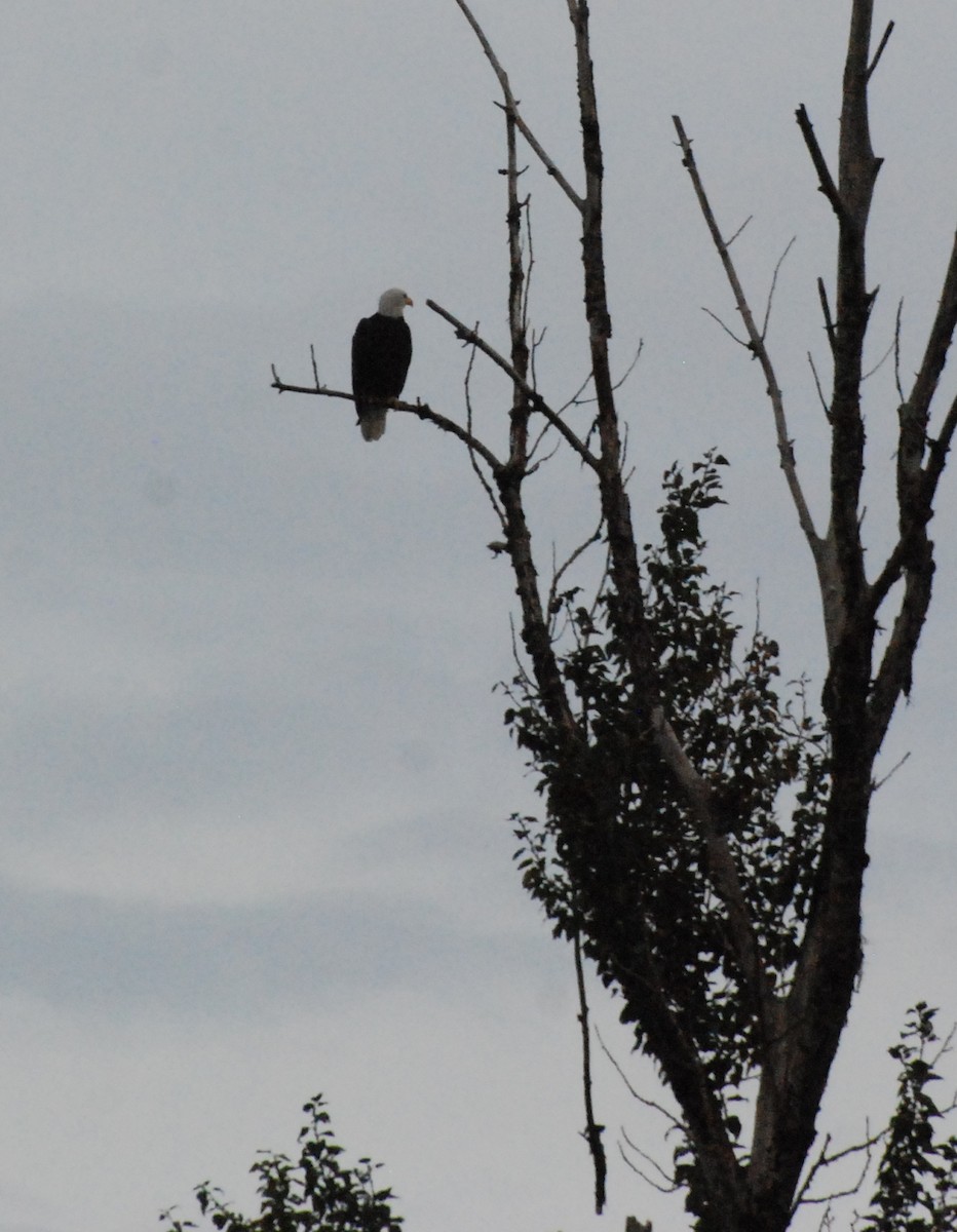 Bald Eagle - ML620080134