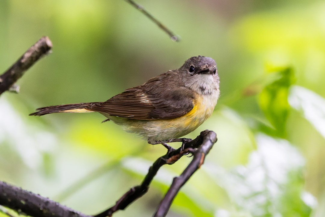 American Redstart - ML620080135