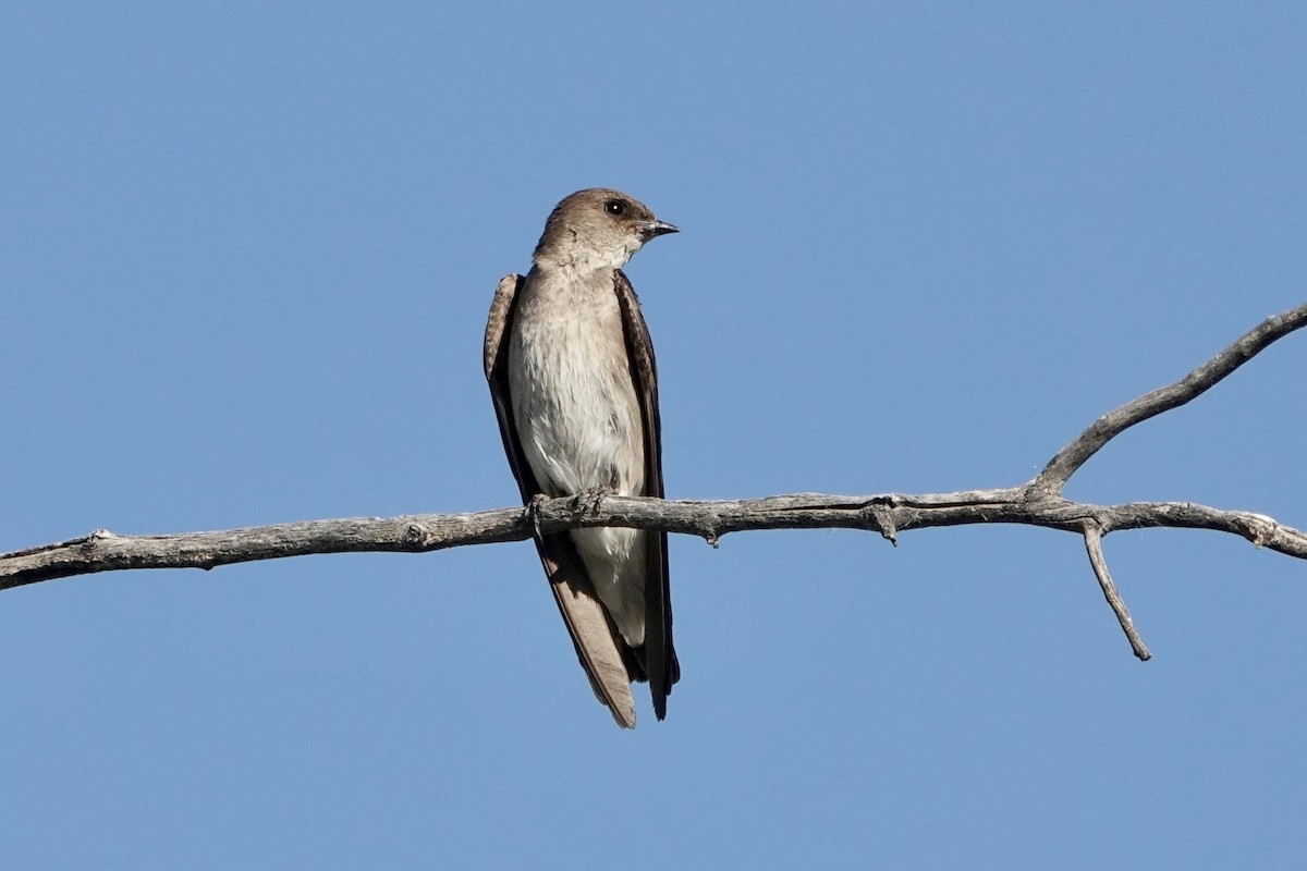 Northern Rough-winged Swallow - ML620080136
