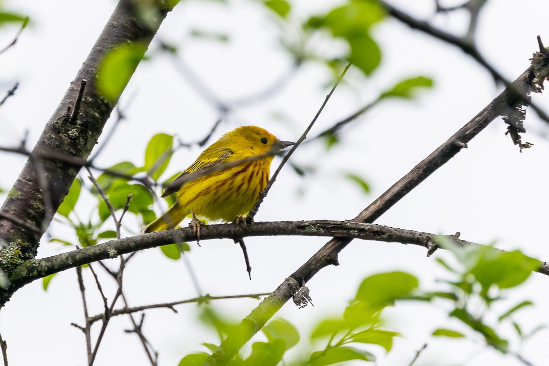 Yellow Warbler - ML620080140