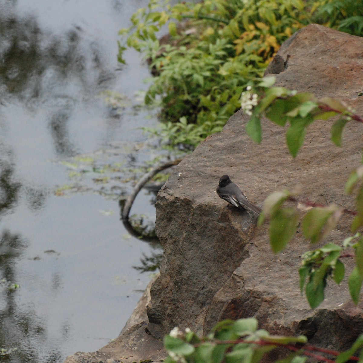 Black Phoebe - ML620080142