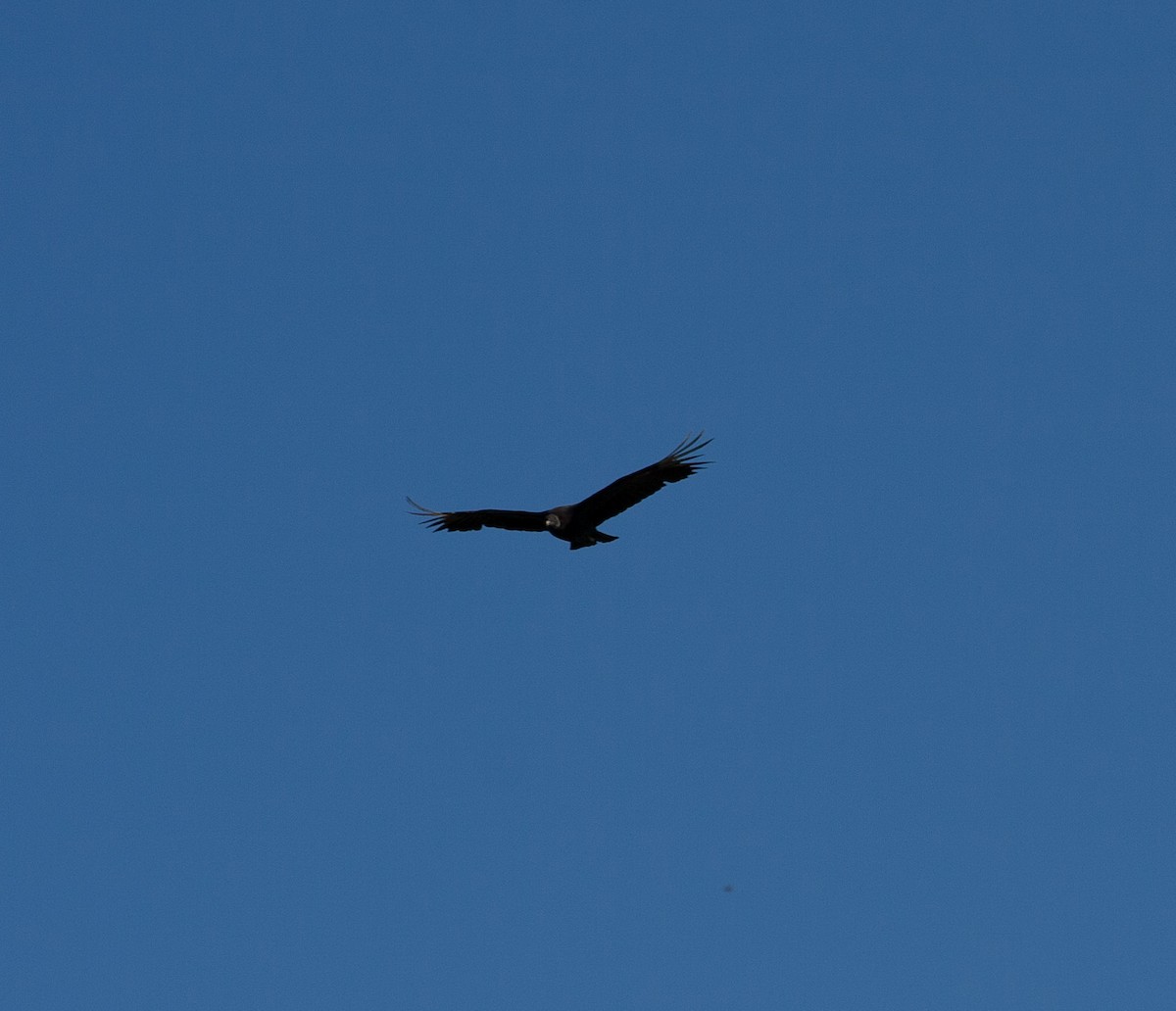 Black Vulture - ML620080147