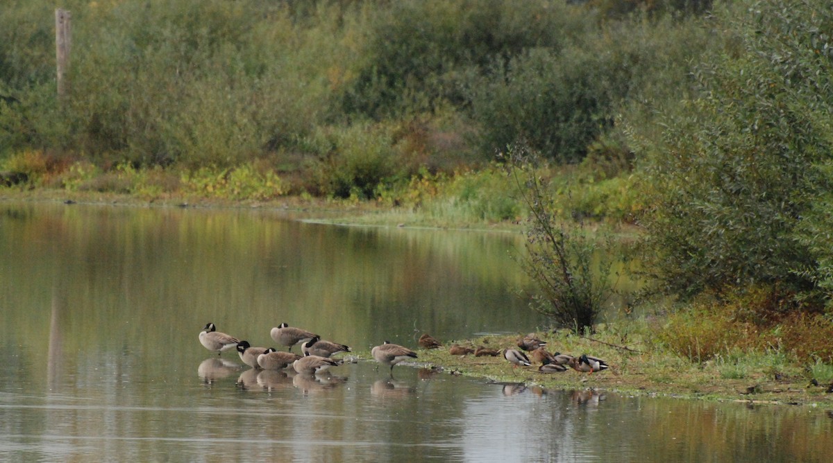 Canada Goose - ML620080150