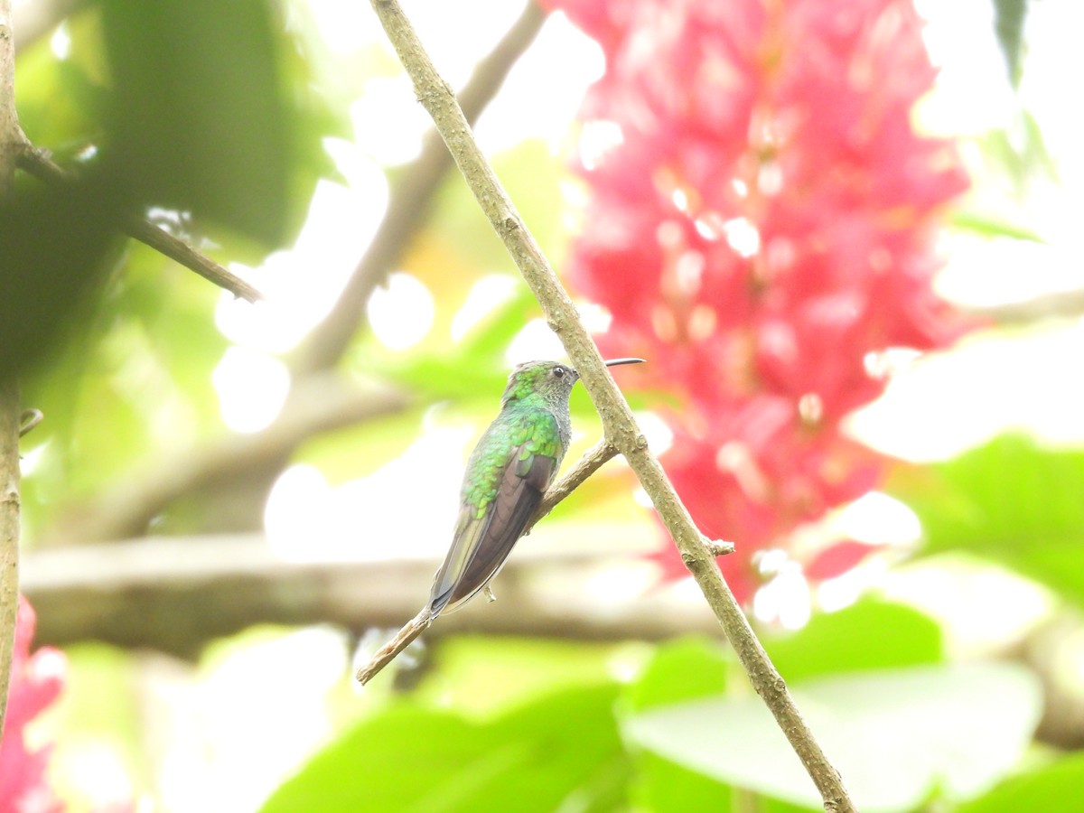 Scaly-breasted Hummingbird - ML620080161