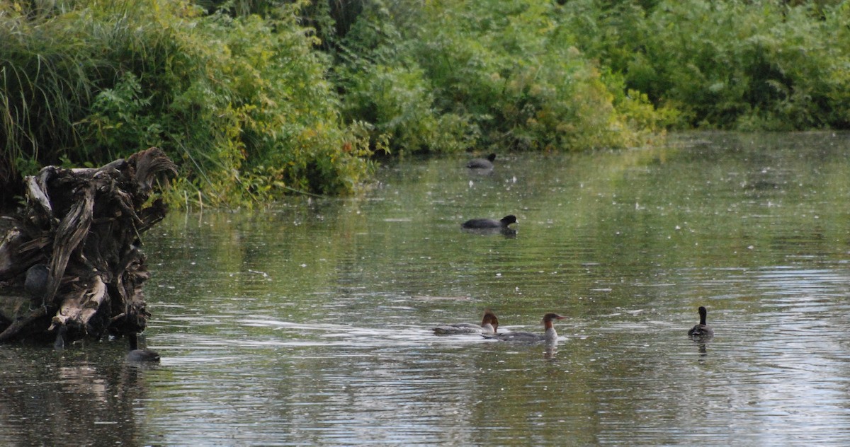 Gänsesäger - ML620080166