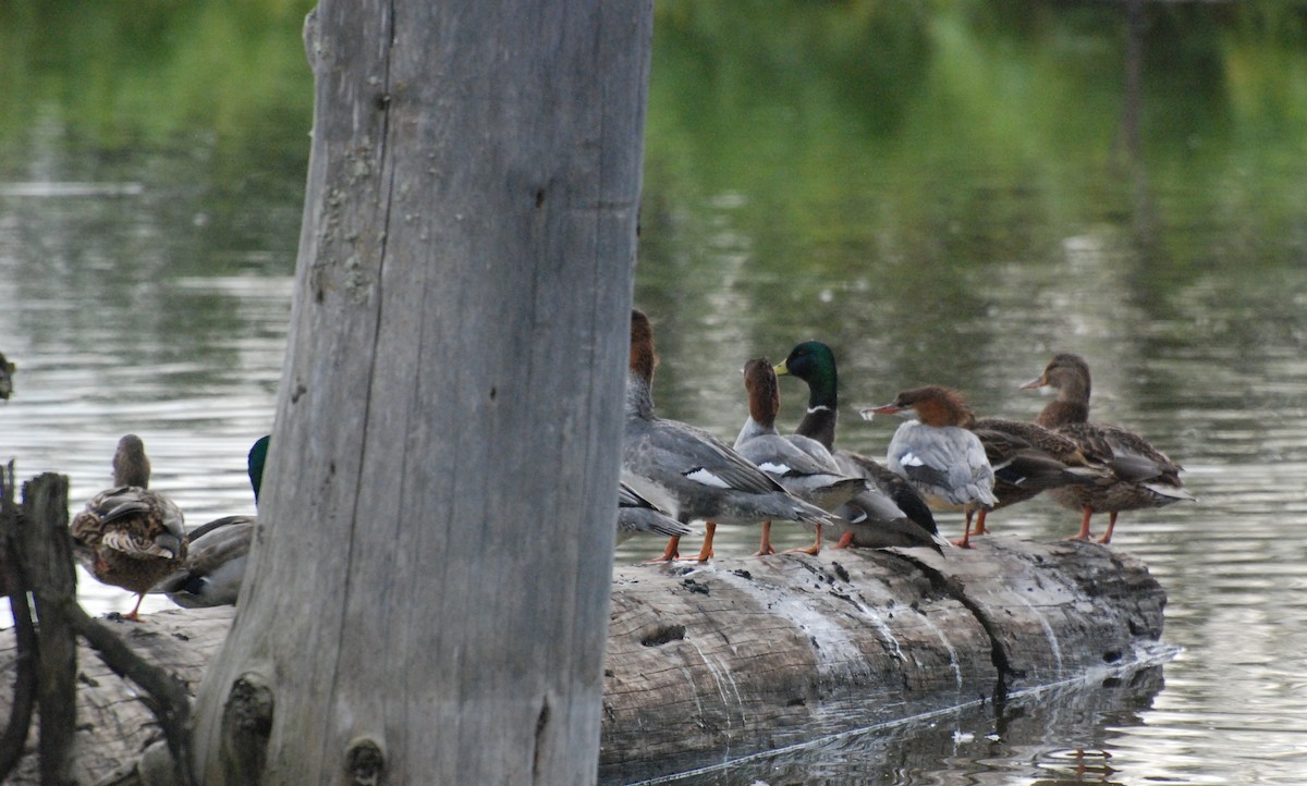 Common Merganser - ML620080169