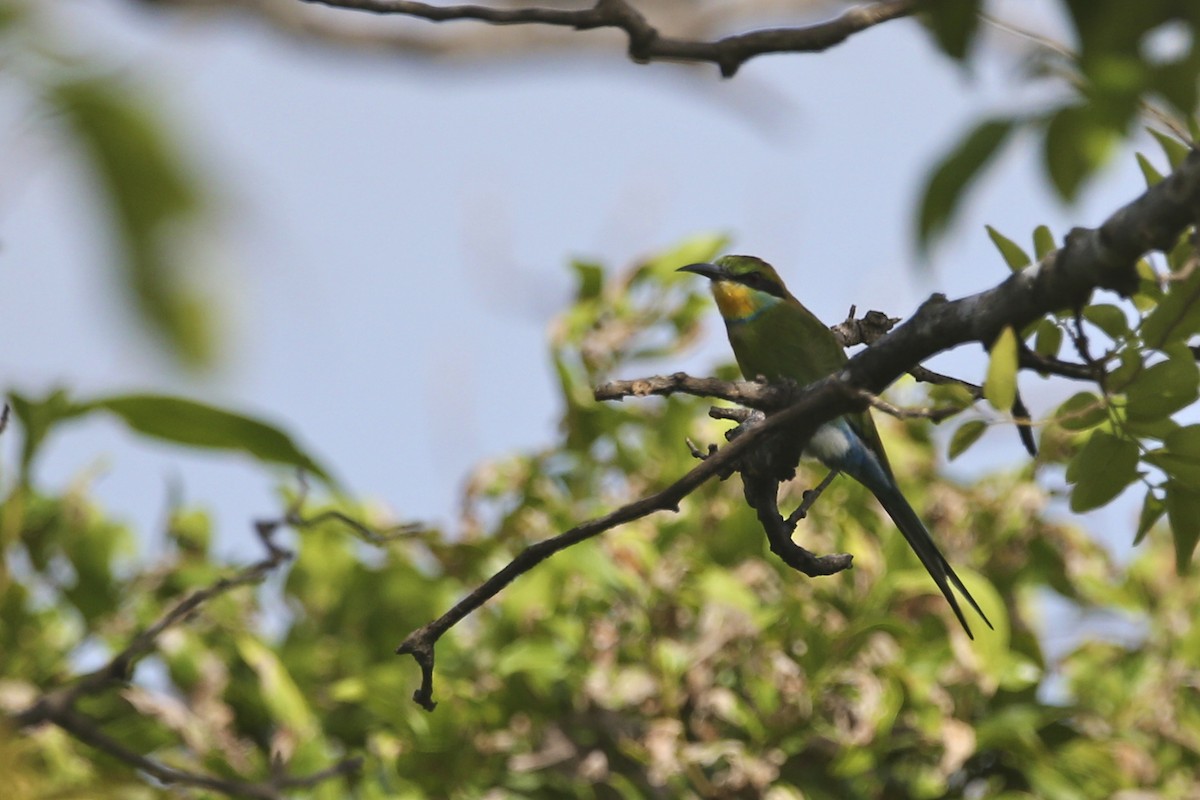 Swallow-tailed Bee-eater - ML620080172
