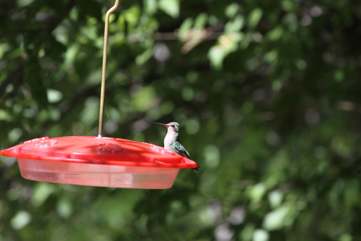 Violet-crowned Hummingbird - ML620080175