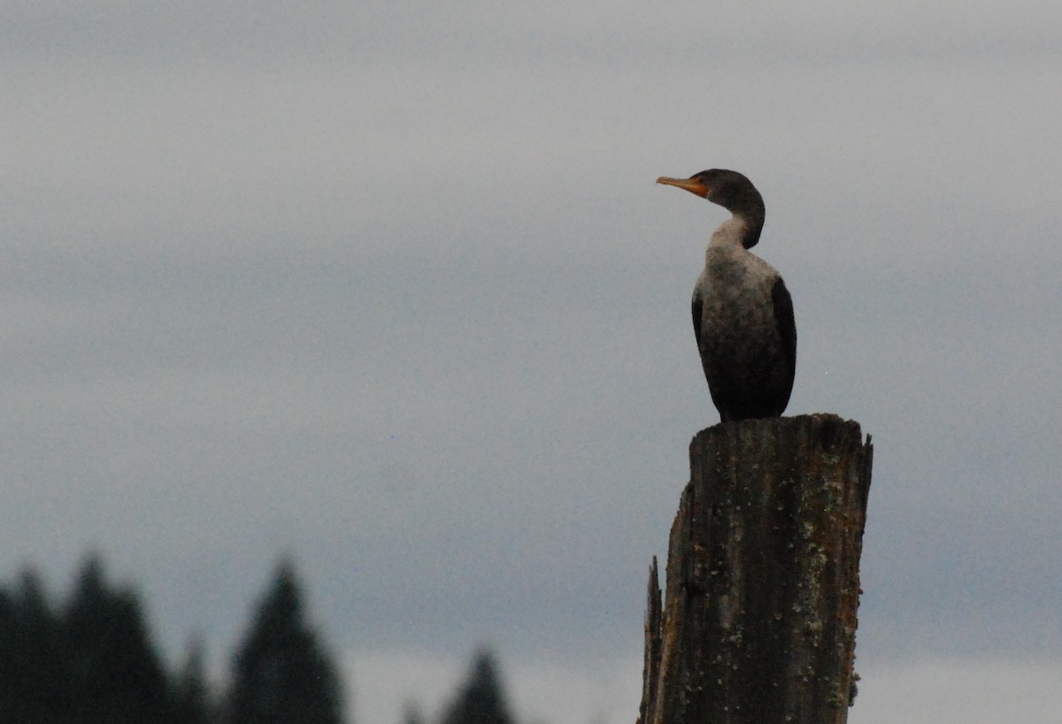 Double-crested Cormorant - ML620080178