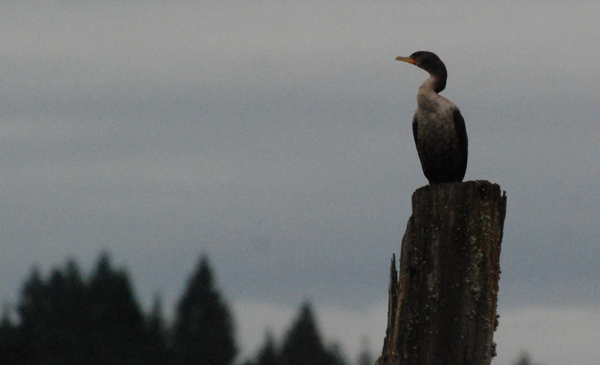 Double-crested Cormorant - ML620080179