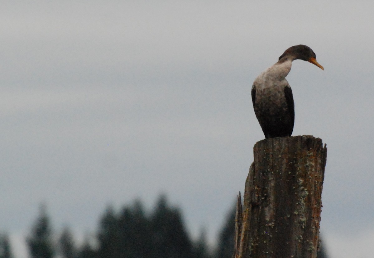 Double-crested Cormorant - ML620080180