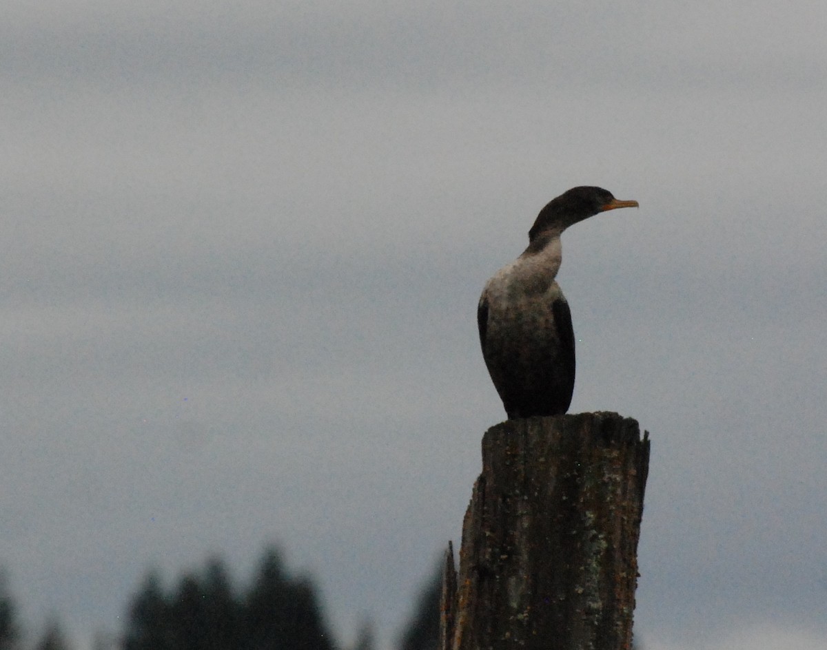 Double-crested Cormorant - ML620080181