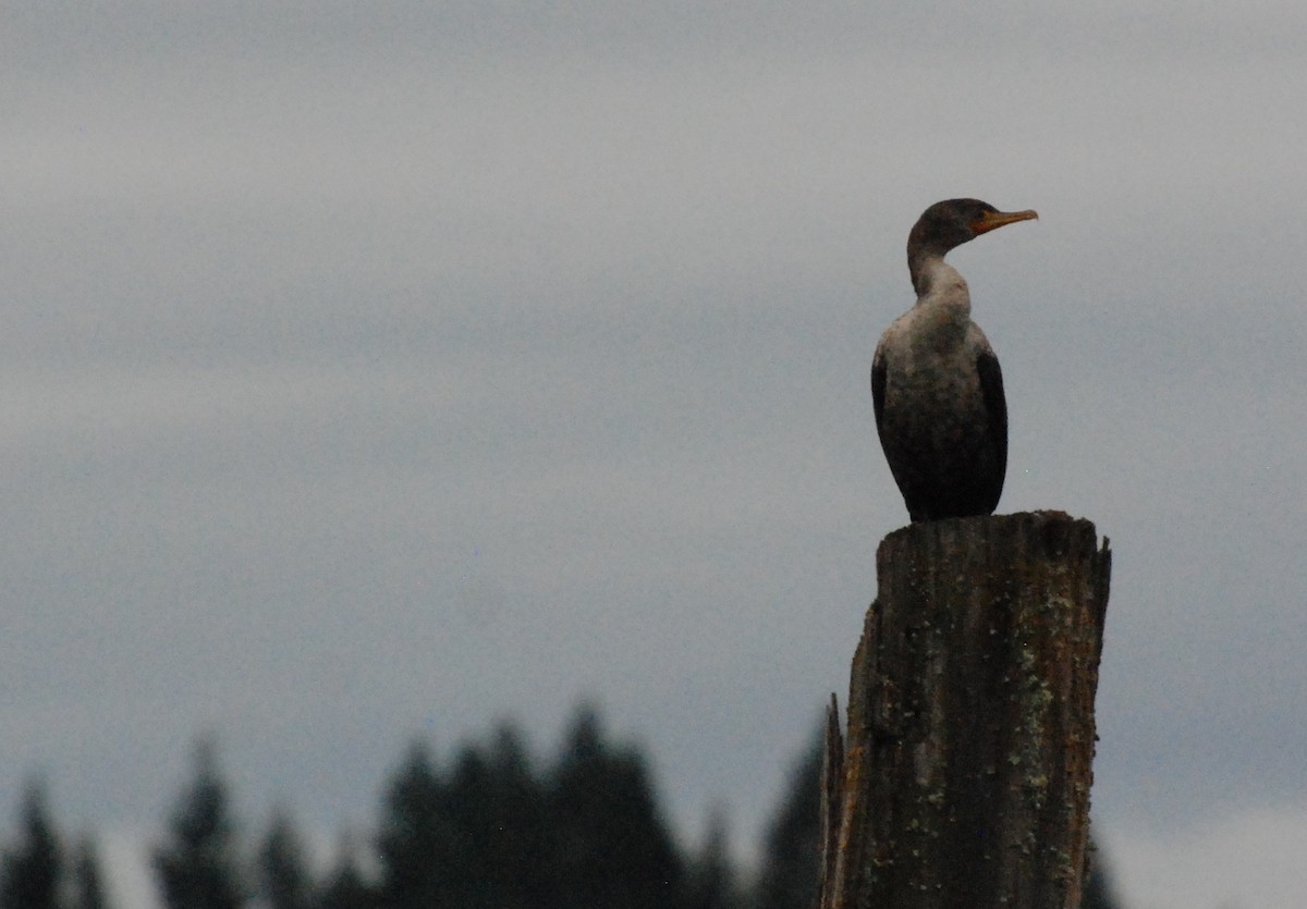 Double-crested Cormorant - ML620080182