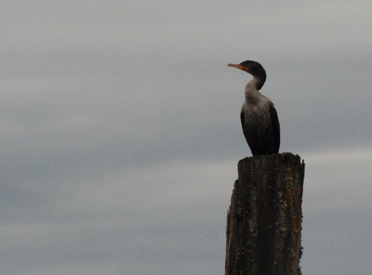 Double-crested Cormorant - ML620080183